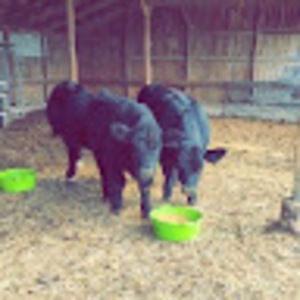 Meet your Posher, Alexandra